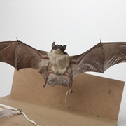 Yellow-Bellied Sheath-Tailed Bat