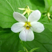 Canadian White Violet