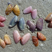 Coquina