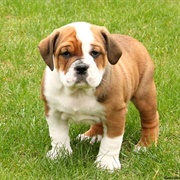 American Bulldog