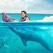 Dolphin Discovery St. Kitts