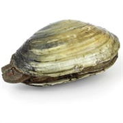 Softshell Clam