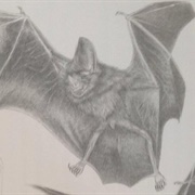 Greater Round-Eared Bat