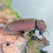 Common Furniture Beetle