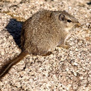 Dassie Rat