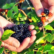 Pick NW Berries in the Wild