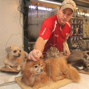 Had a Deceased Pet Stuffed