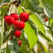 American Cherry