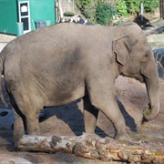 An Elephant Goes Like This and That