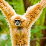 Lar Gibbon