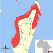 Malagasy White-Bellied Free-Tailed Bat