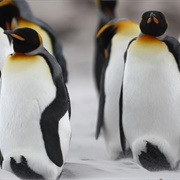 Volunteer Point King Penguin Colony, Falkland Islands