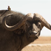 Cape Buffalo