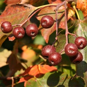 Wild Service Tree (Sorbus Torminalis)