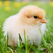 Baby Chicken