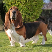 Basset Hound