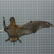 Spotted Free-Tailed Bat