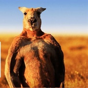 Kangaroos Taking Over Uruguay