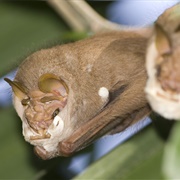 Wrinkle-Faced Bat
