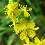 Common Agrimony
