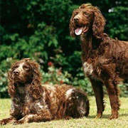Epagneul Pont Audemer