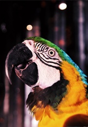 Old People, Children and Animals: A Video of a Piece of Theatre by Quarantine (2008)