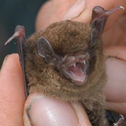 Chocolate Wattled Bat