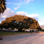 Moreton Bay Fig Tree (Santa Barbara)