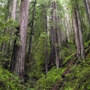 Headwaters Forest Reserve