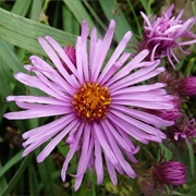 New England Aster