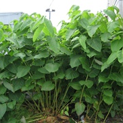 Giant Knotweed (Reynoutria Sachalinensis)