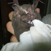 Great Fruit-Eating Bat
