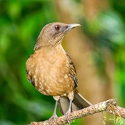 Clay Colored Thrush