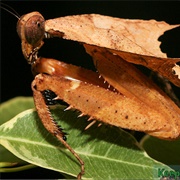Dead Leaf Mantis