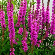Purple Loosestrife