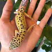 Giant Leopard Gecko