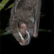 Salvin's Big-Eyed Bat