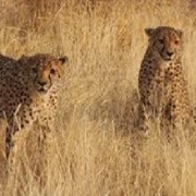 Otjitotongwe Cheetah Guestfarm, Namibia