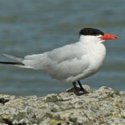 Tern