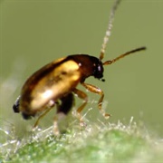 Flea Beetle