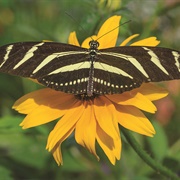 Zebra Butterfly