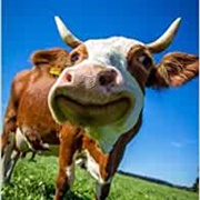 #1 I Am Good Company