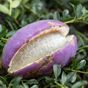 Akebia Fruit