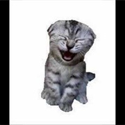 The Laughing Cat