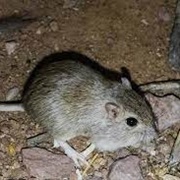 Baily's Pocket Mouse