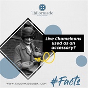 Actual Chameleons as Brooches