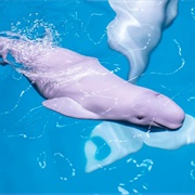 Baby Beluga