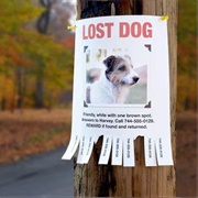 Where Has My Little Dog Gone?