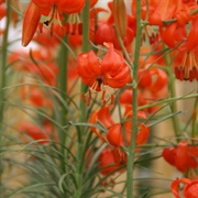 Lilium Pumilum