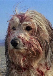 Blood From a Boy and His Dog (1975)